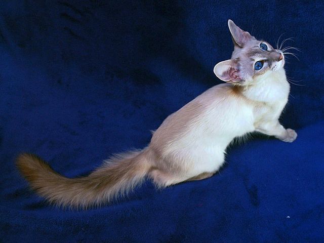 Выведенные породы кошек в Гусеве | ЗооТом портал о животных