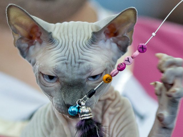 Выставки кошек в Гусеве | ЗооТом портал о животных