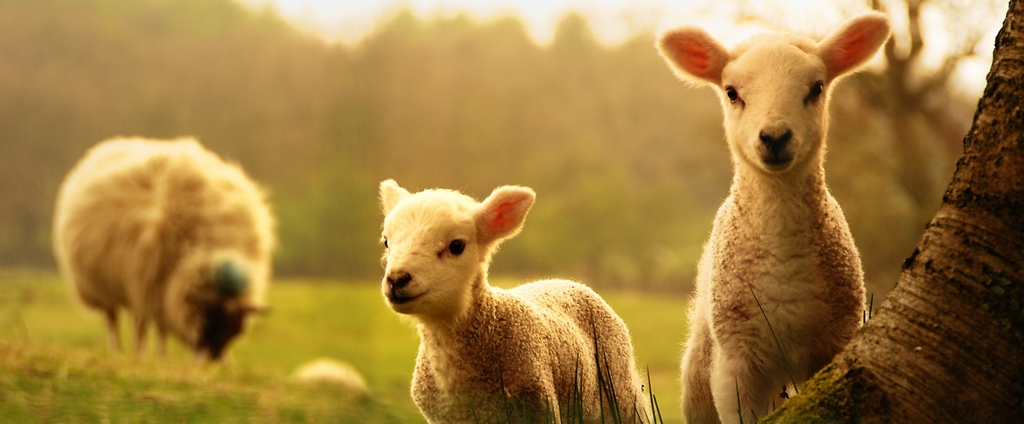 Объявления о сельскохозяйственных животных | ЗооТом - продажа, вязка и услуги для животных в Гусеве