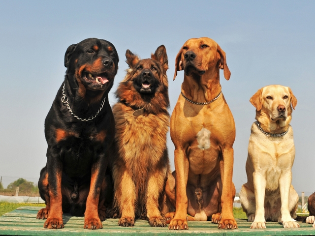 Крупные породы собак в Гусеве | ЗооТом портал о животных